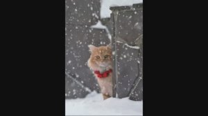 "ХОРОШО, КОГДА СНЕЖИНКИ ПАДАЮТ" Шувалова Светлана