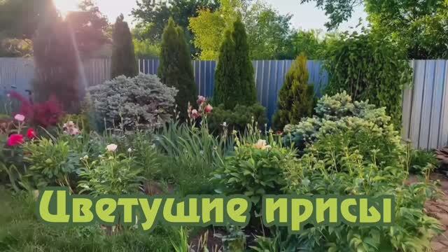 Цветение ирисов нашей коллекции