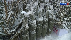 В Кирове начали работу девять ёлочных базаров