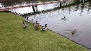 Утиная прогулка