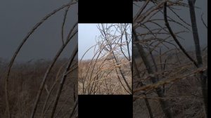 НОСТАЛЬГИЯ