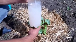 Тонкости выращивания дынь.