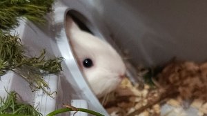 #животныедома#милота#пушистики#забавныеживотные#милыеживотные#домашниеживотные#грызун#морскиесвинки#