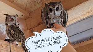 Я принесла сове Ёлке подушеньку, Кошка Морошка принесла мышь-малютку, погода принесла зиму и мороз