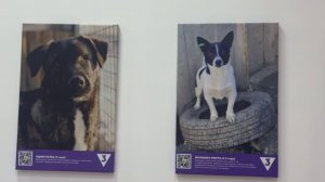 Животные, которым нужен дом. В Иркутске открылась трогательная фотовыставка приюта "Помоги выжить"