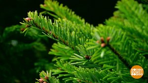 Идем на базар за елкой! Или за пихтой? Доброе утро. Фрагмент выпуска от 23.12.2025