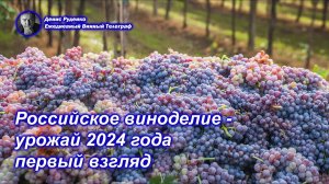 Российское виноделие - урожай 2024 года, первый взгляд