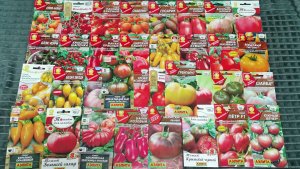 Так много семян томатов не было никогда! Как выбрать лучшие и самые урожайные?