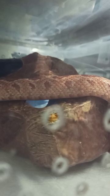 Маисовый полоз Бахида и новый домик. 22 декабря 2025 г.