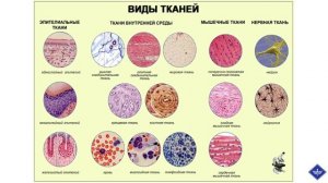 Лекция 1. Возрастная анатомия, физиология и культура здоровья
