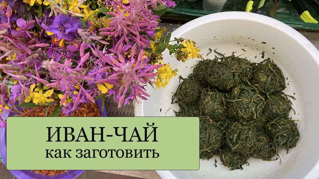 ИВАН-ЧАЙ - как заготовить, чтобы получить ароматный и вкусный чай! ДВОЙНАЯ ферментация! смотреть онлайн