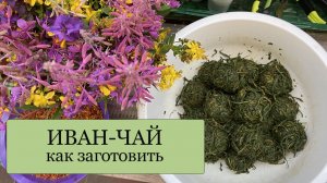ИВАН-ЧАЙ - как заготовить, чтобы получить ароматный и вкусный чай! ДВОЙНАЯ ферментация!