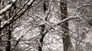 В отличие от прогнозов снег пошел