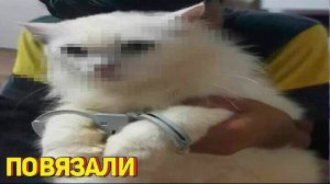 Я ржал до слез 😂 5 Минут смеха 2025 Смешные видео Лучшие Лютые ПРИКОЛЫ Декабря! Подборка