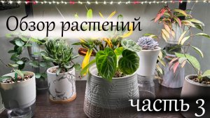 Обзор растений, часть 3