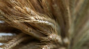 В правительстве оценили темпы по импортозамещению семян