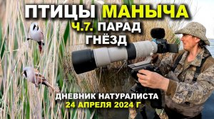 Птицы Маныча. 7-я часть. Парад гнёзд. 24.04.24.