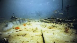 Лучшие атаки щук на живца! Видео.