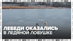В Подмосковье заметили лебедей, оказавшихся в ледяной ловушке - Москва 24