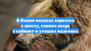 В Индии медведь ворвался в школу, сломал дверь в кабинет и утащил мальчика