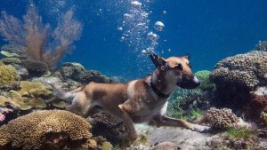 ИИ АНИМАЦИЯ