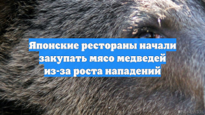 Японские рестораны начали закупать мясо медведей из-за роста нападений