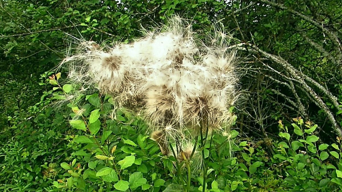 Обочина у дороги смотреть онлайн