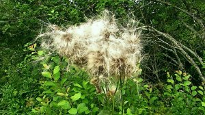 Обочина у дороги