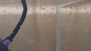 100% нерест Тернеций и уборка у малька