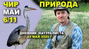 Природа Чира. 23 мая 2025 г.