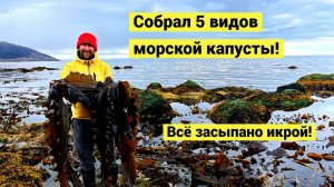 5 видов морской капусты! Кругом икра!