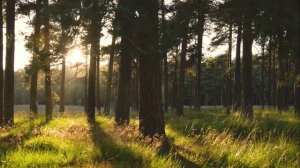 Из сумрака явились мы сюда (ангел),