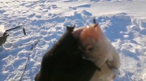 24.12.2025 Верх-Исетский пруд. Короткая рыбалка в мороз.