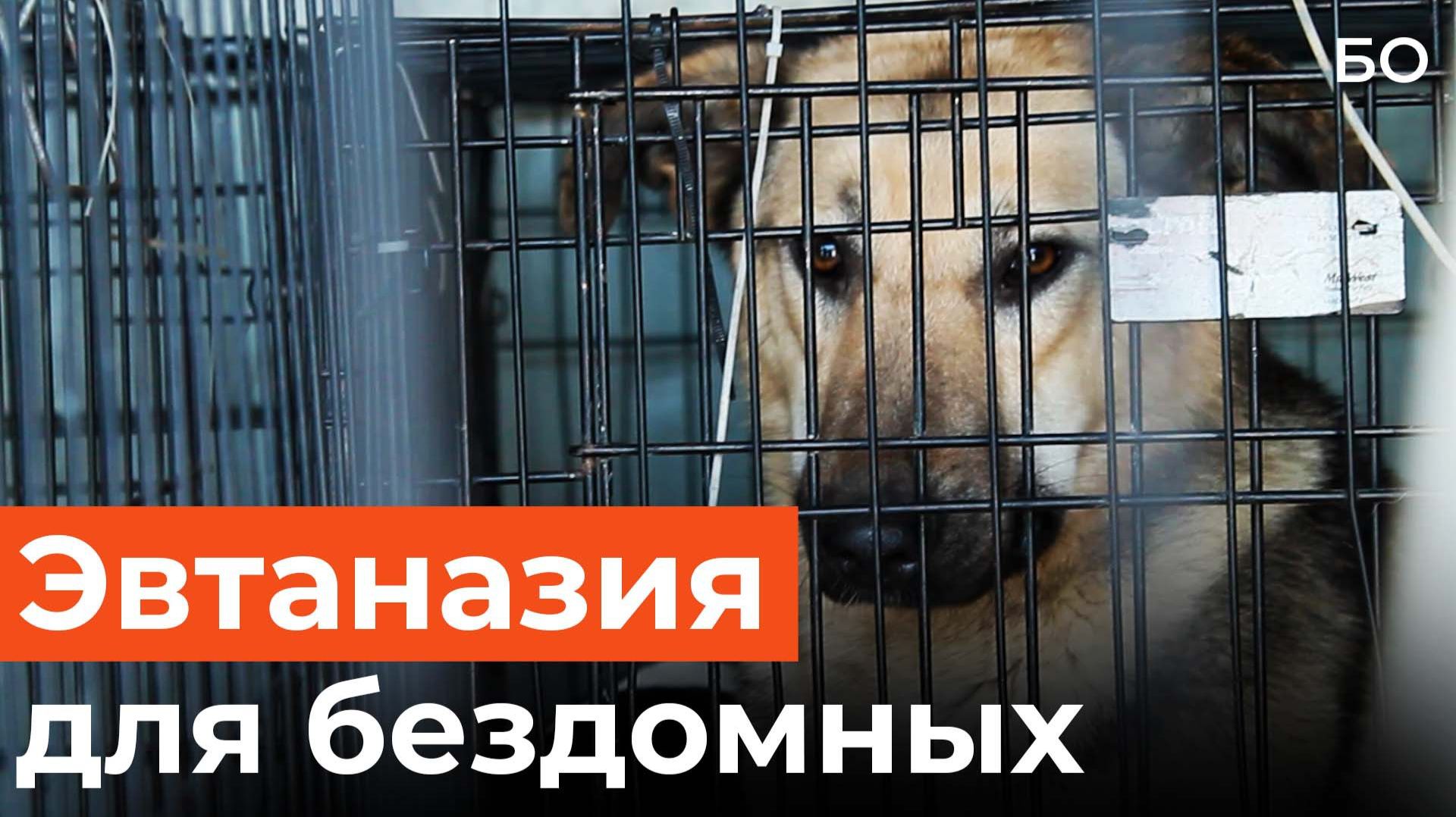 В Татарстане разрешили эвтаназию бездомных животных в экстренных случаях смотреть онлайн