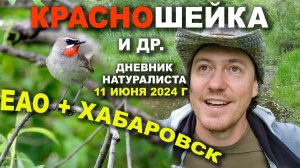 Красношейка ♫ и др. ЕАО+Хабаровск. 11.06.2024 г.