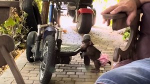 НАЧАЛОСЬ! Мы оставили Анфису с Моной и пошли погулять с Фиником, когда вернулись нас ожидало ЭТО…!!!