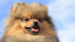 Мужчина украл шпица у потерявшей сознание женщины в Москве