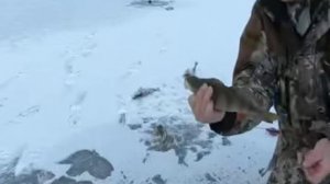 Попал на стаю хороших окуней🔥