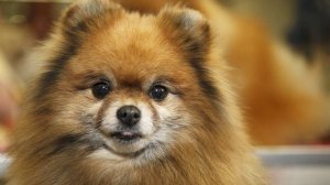 "Сразу продал": как мужчине удалось выкрасть шпица у потерявшей сознание женщины