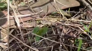 Вечное дышло для прицепа, находки с копа! #металлокоп #копметаллолома #коп