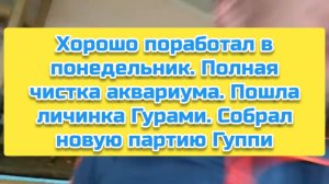 Хорошо поработал в понедельник. Полная чистка аквариума. Пошла личинка Гурами.