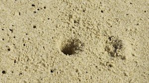 Крабик на Фукуоке. Вьетнам. Отпуск на море зимой