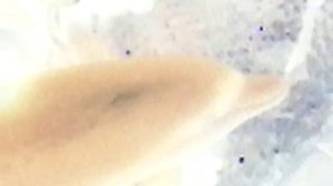 Изображение 045.mp4