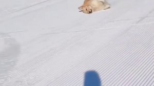 1000010049.mp4🌲🌲🌲 СОБАКИ В ЗИМНЕЙ СКАЗКЕ 🌲🌲🌲