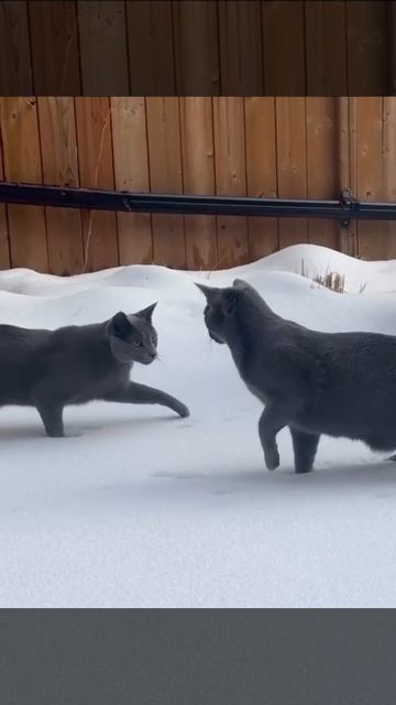 Холодная война