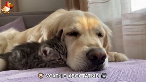 Котята и щенята 🐈🐶 Кошки и собаки 🤗 Милое видео про животных (31)