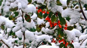 ❄️ ЗИМНЯЯ БЕЗУМНО КРАСИВАЯ МУЗЫКА ДЛЯ ДУШИ 🎵 ИНСТРУМЕНТАЛЬНАЯ УСПОКАИВАЮЩАЯ МУЗЫКА ДЛЯ СНА