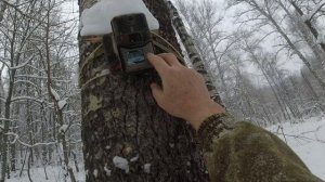 Зимний поход в лес за фотоловушкой.