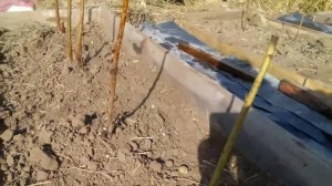 Посадка малины на брёвнах.