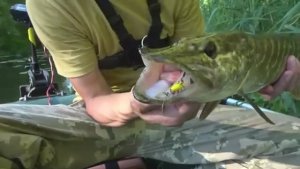 НА ЭТО КЛЮЁТ С РАННЕЙ ВЕСНЫ ДО ПОЗДНЕЙ ОСЕНИ! Рыбалка на щуку и окуня среди коряг и кувшинок.